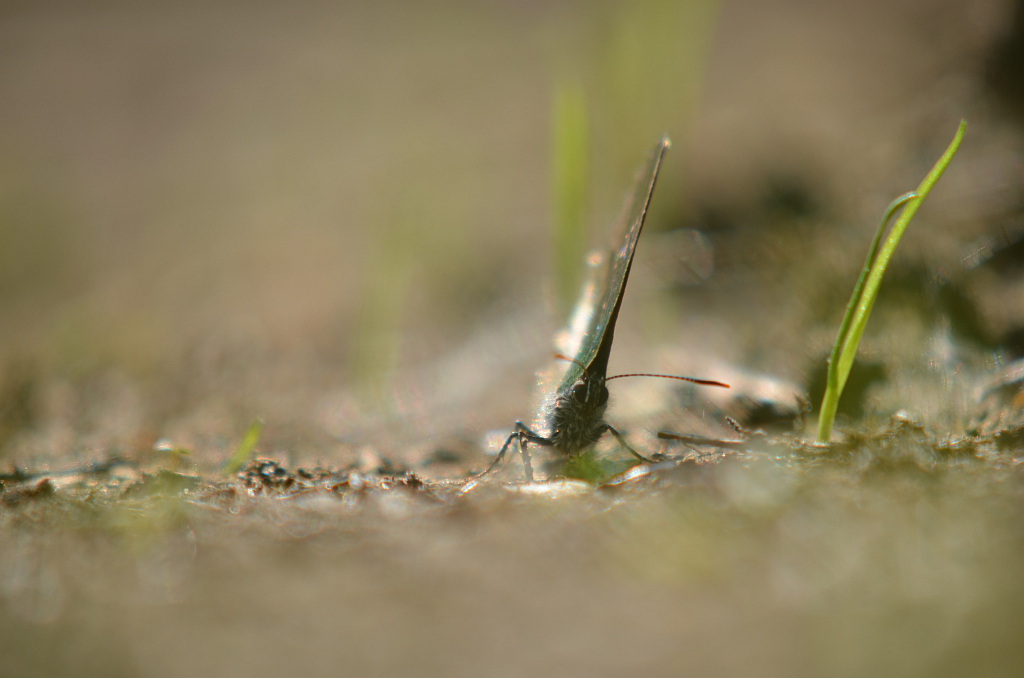 Zieleńczyk ostrężyniec (Callophrys rubi)