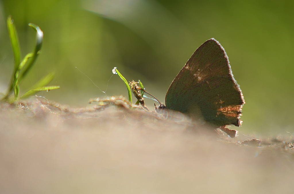 Zieleńczyk ostrężyniec (Callophrys rubi)