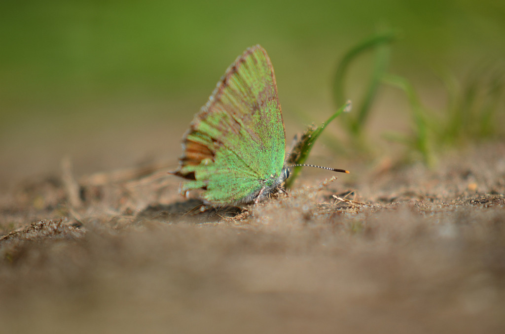 Zieleńczyk ostrężyniec (Callophrys rubi)