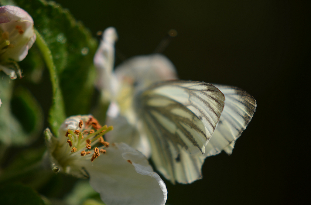 Bielinek bytomkowiec (Pieris napi)