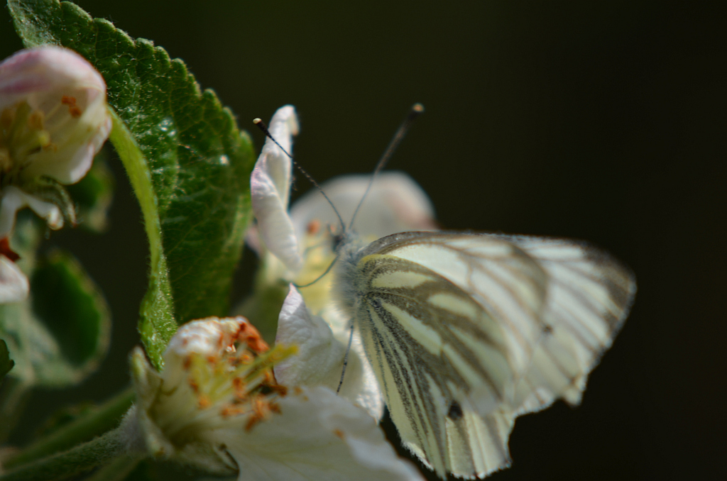 Bielinek bytomkowiec (Pieris napi)