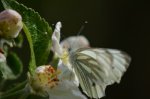 Bielinek bytomkowiec (Pieris napi)