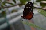 Heliconius hecale