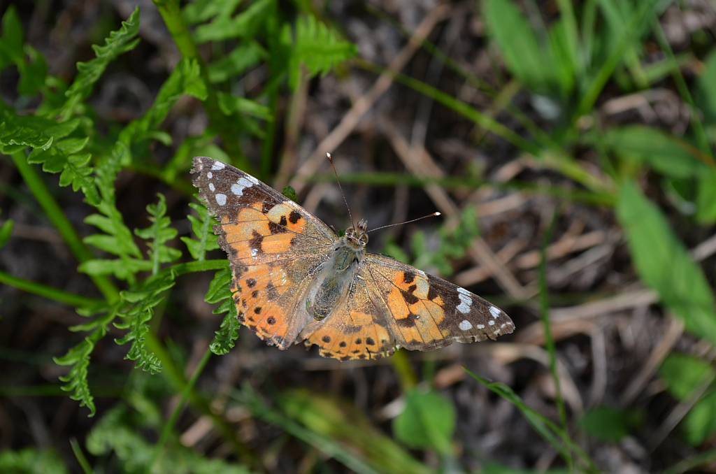 Rusałka osetnik (Vanessa cardui, syn. Cynthia cardui)