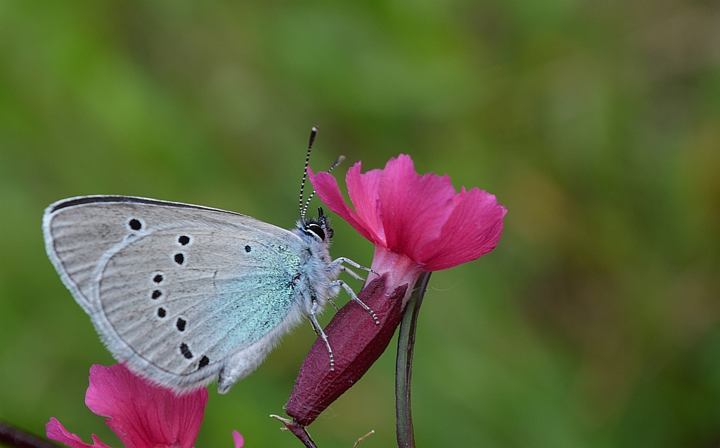 Modraszek aleksis (Glaucopsyche alexis)