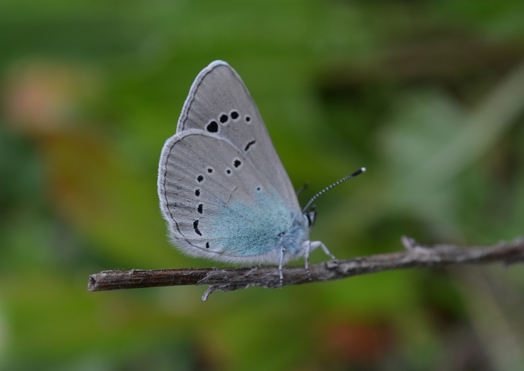 Modraszek aleksis (Glaucopsyche alexis)