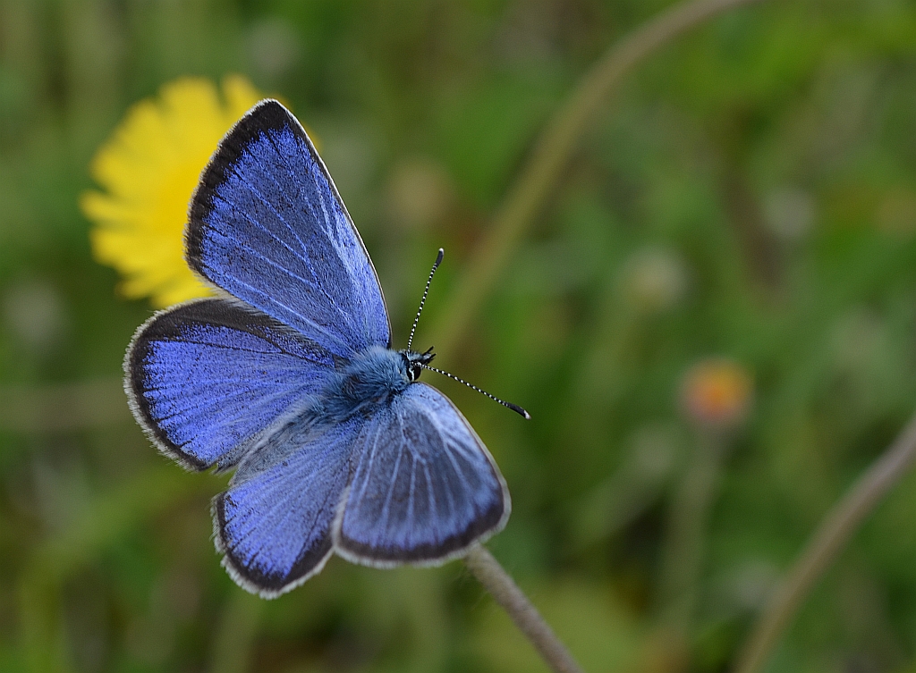 Modraszek aleksis (Glaucopsyche alexis)