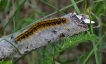 Barczatka koniczynówka (Lasiocampa trifolii)