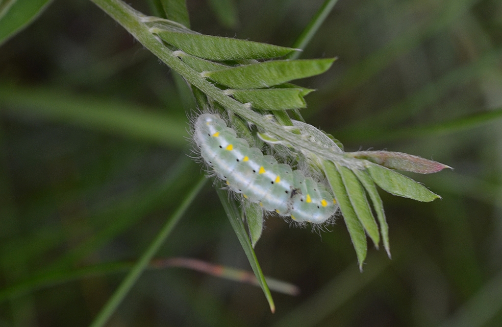 Kraśnik wykowiec (Zygaena viciae)