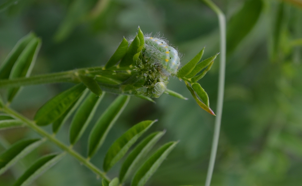 Kraśnik wykowiec (Zygaena viciae)