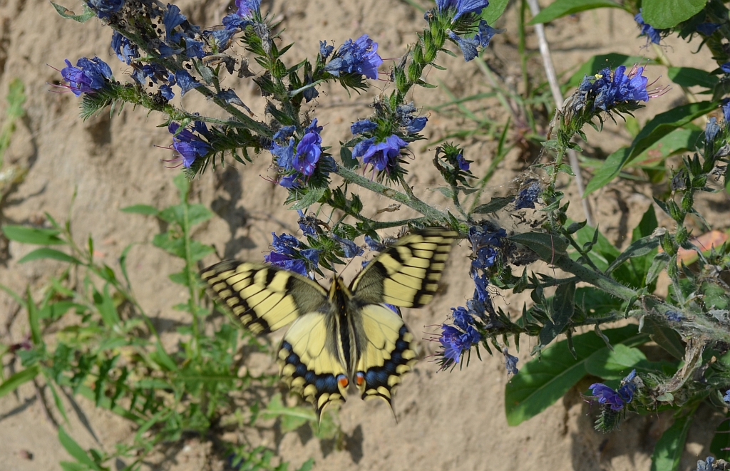 Paź królowej (Papilio machaon)