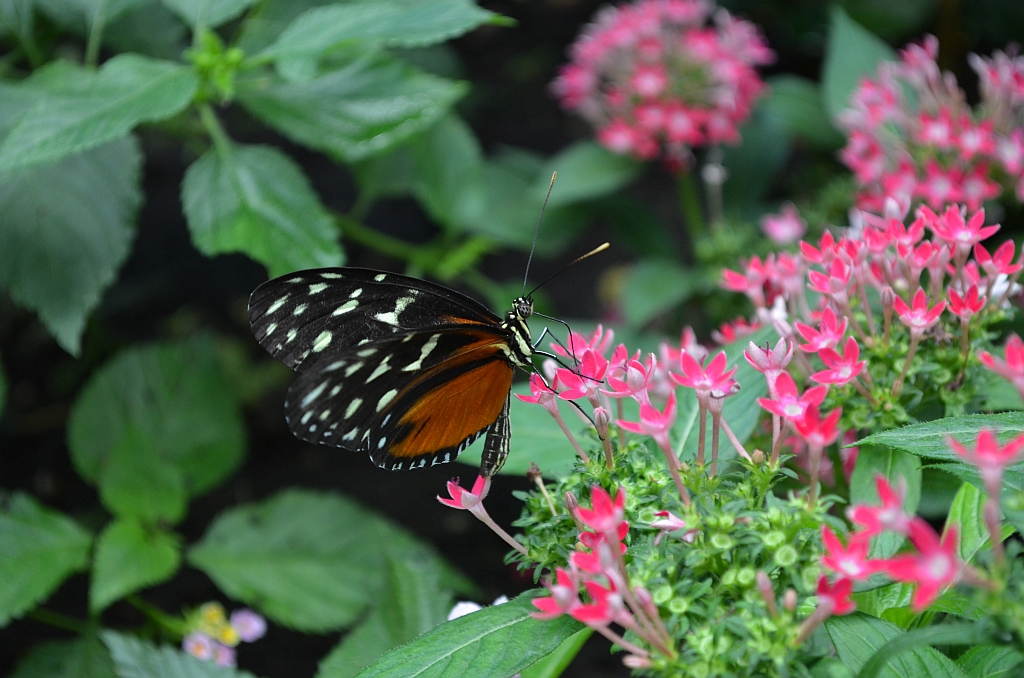 Heliconius hecale
