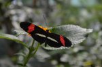 Heliconius erato