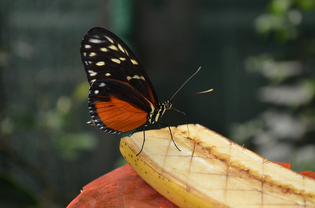 Heliconius hecale