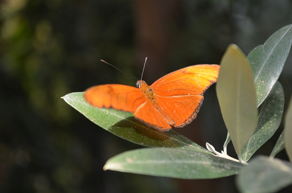 Dryas iulia