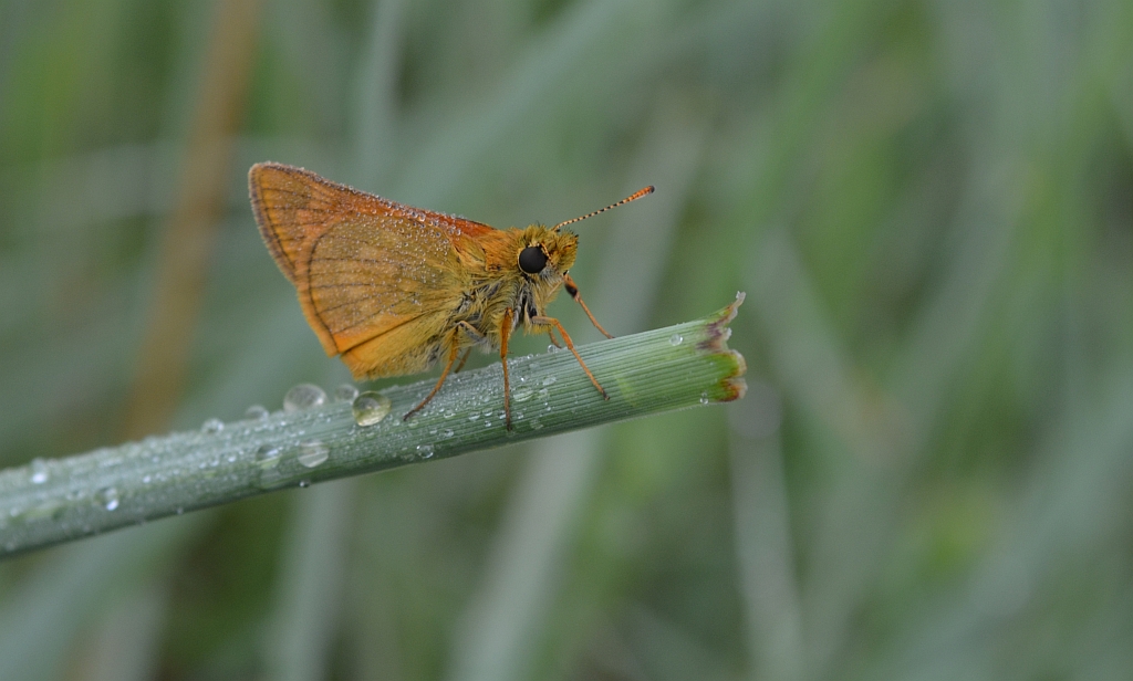 Karłątek kniejnik (Ochlodes sylvanus)