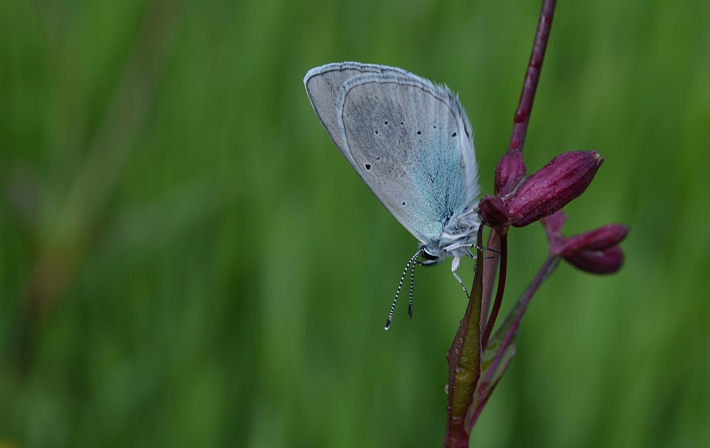 Modraszek aleksis (Glaucopsyche alexis)