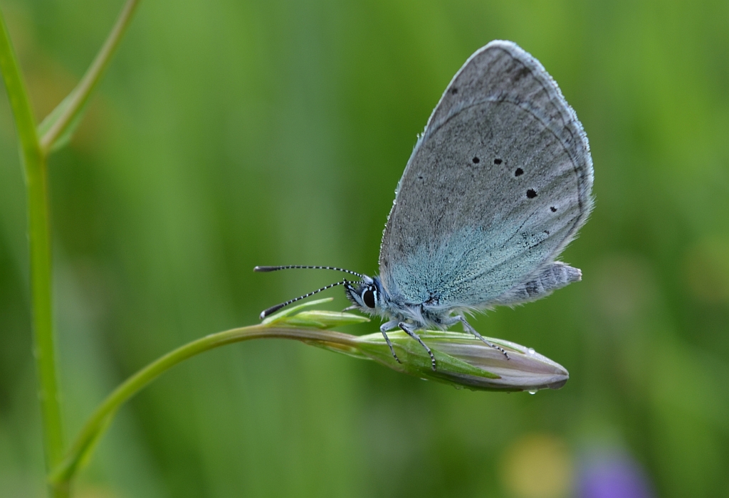 Modraszek aleksis (Glaucopsyche alexis)