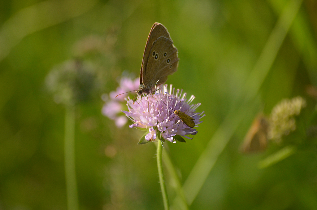 Przestrojnik trawnik (Aphantopus hyperantus)