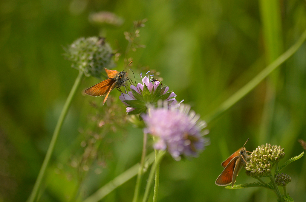 Karłątek leśny, karłątek ceglasty (Thymelicus sylvestris)