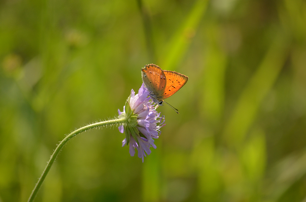 Czerwończyk dukacik (Lycaena virgaureae)
