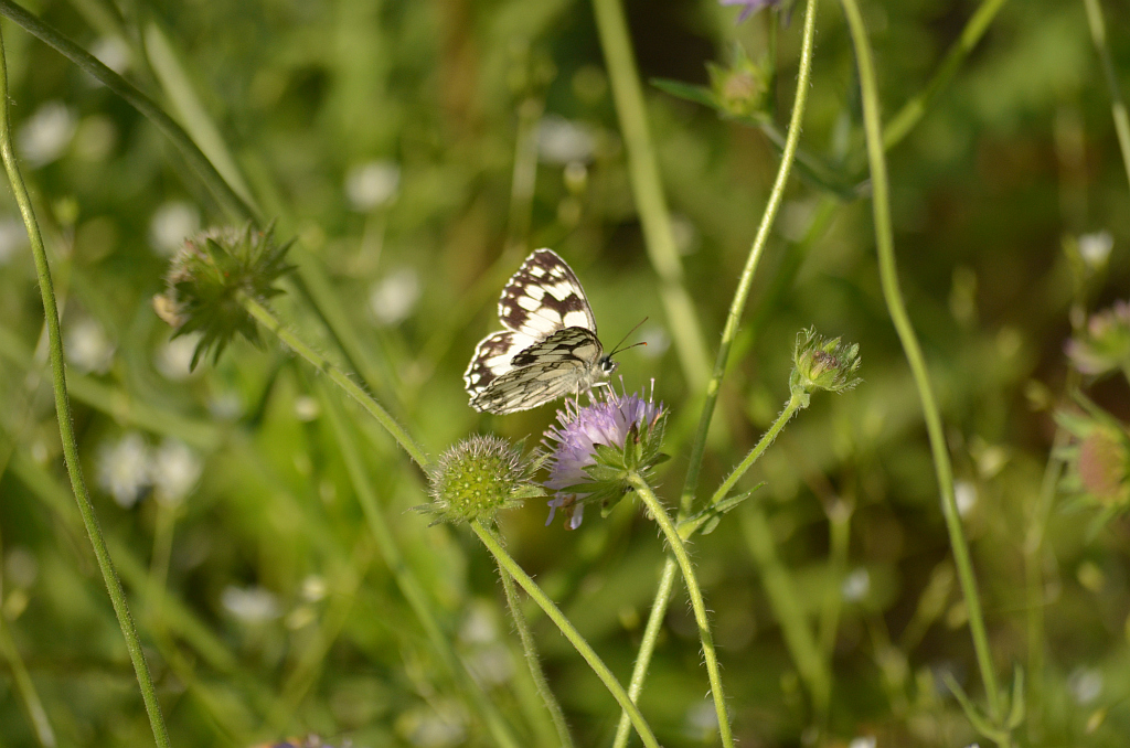 Polowiec szachownica (Melanargia galathea syn. Agapetes galathea)
