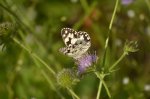 Polowiec szachownica (Melanargia galathea syn. Agapetes galathea)