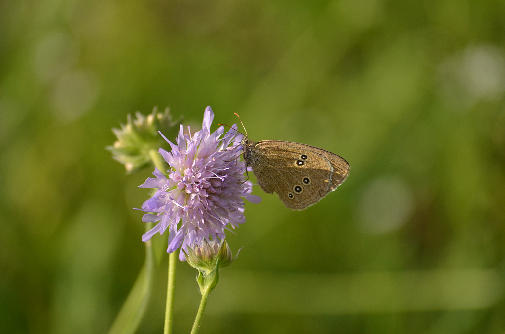 Przestrojnik trawnik (Aphantopus hyperantus)