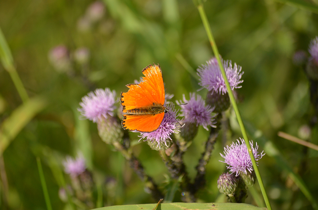 Czerwończyk dukacik (Lycaena virgaureae)