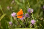 Czerwończyk dukacik (Lycaena virgaureae)