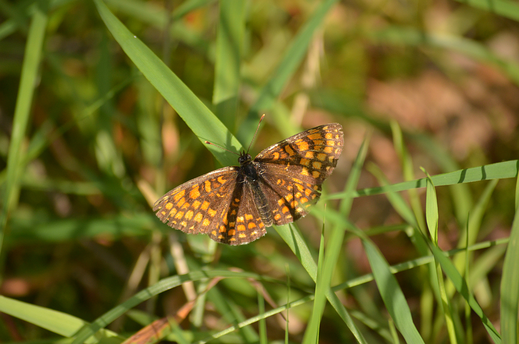 Przeplatka aurelia (Melitaea aurelia)