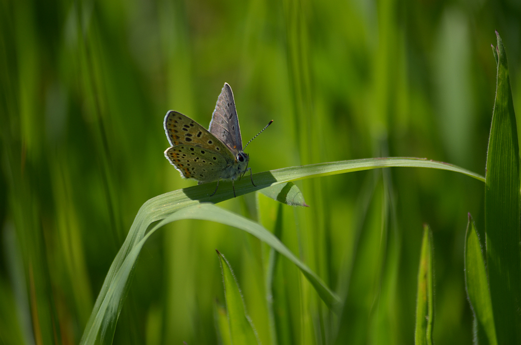 Czerwończyk uroczek (Lycaena tityrus, syn. Heodes tityrus)