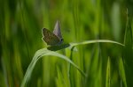 Czerwończyk uroczek (Lycaena tityrus, syn. Heodes tityrus)