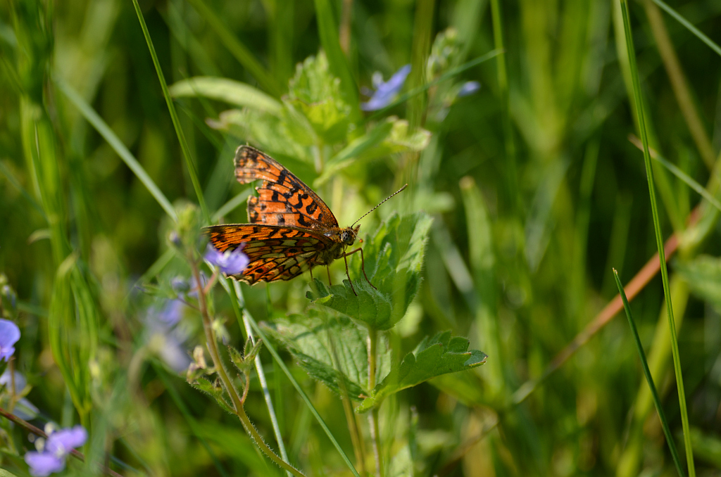 Dostojka selene (Boloria selene)