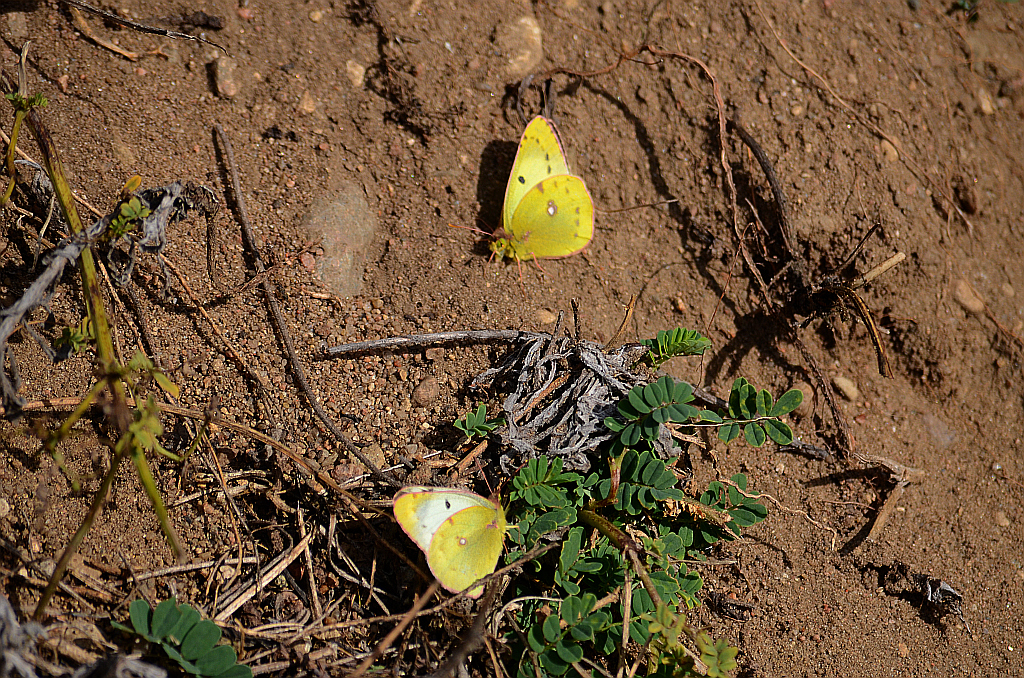 Szlaczkoń siarecznik (Colias hyale)