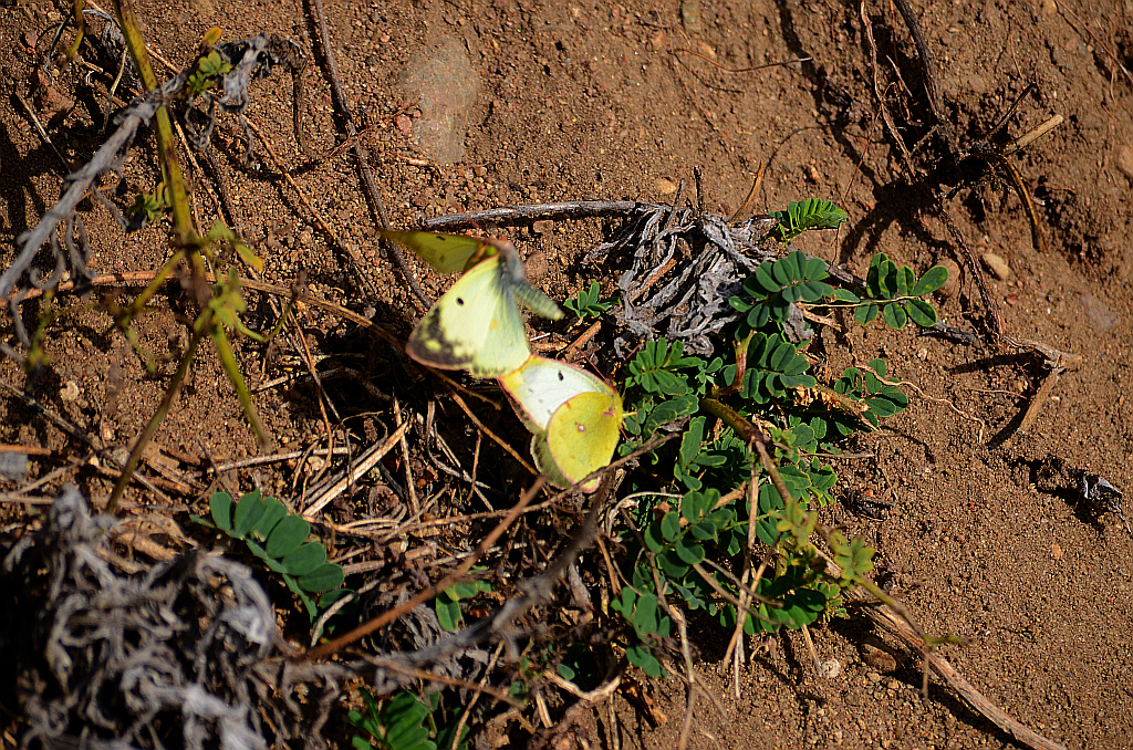 Szlaczkoń siarecznik (Colias hyale)