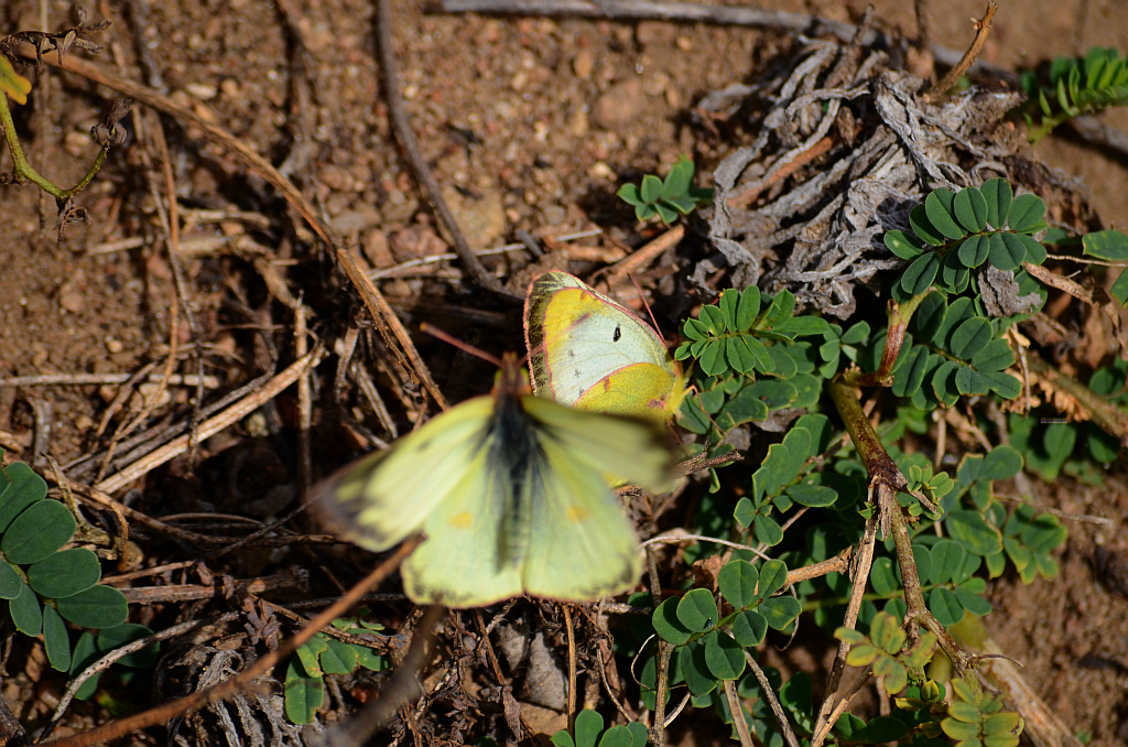 Szlaczkoń siarecznik (Colias hyale)