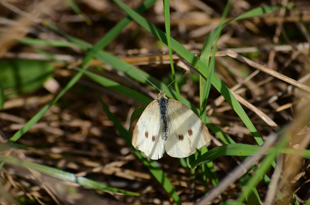 Bielinek kapustnik (Pieris brassicae)