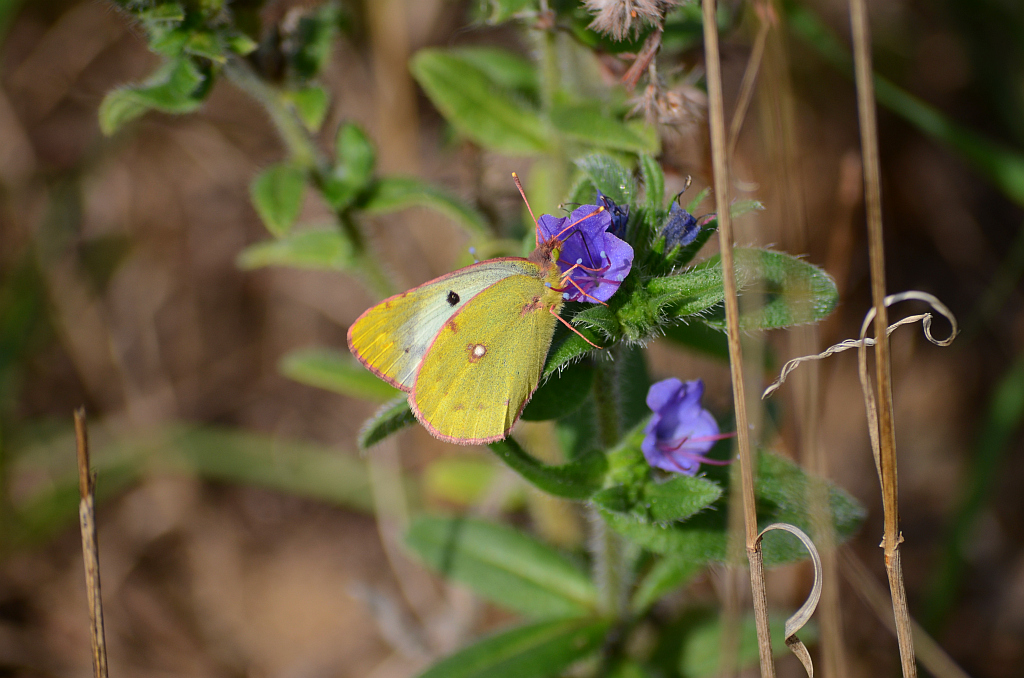 Szlaczkoń siarecznik (Colias hyale)