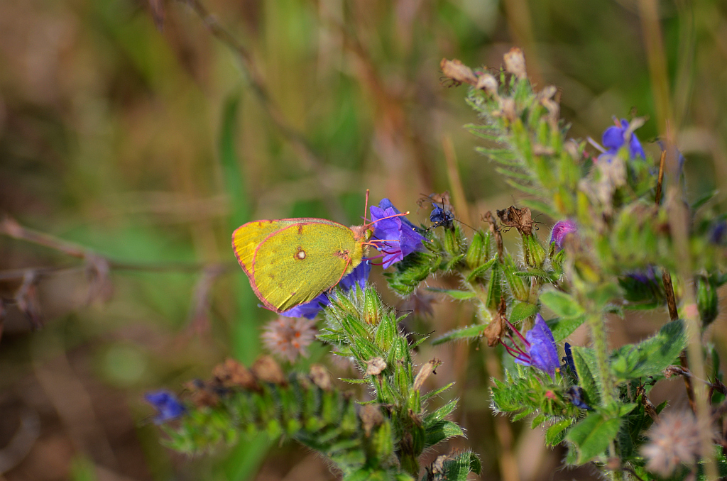 Szlaczkoń siarecznik (Colias hyale)
