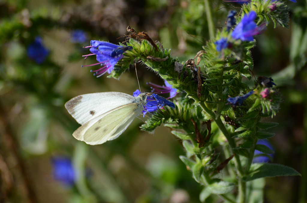 Bielinek kapustnik (Pieris brassicae)