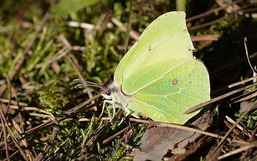 Latolistek cytrynek (Gonepteryx rhamni)