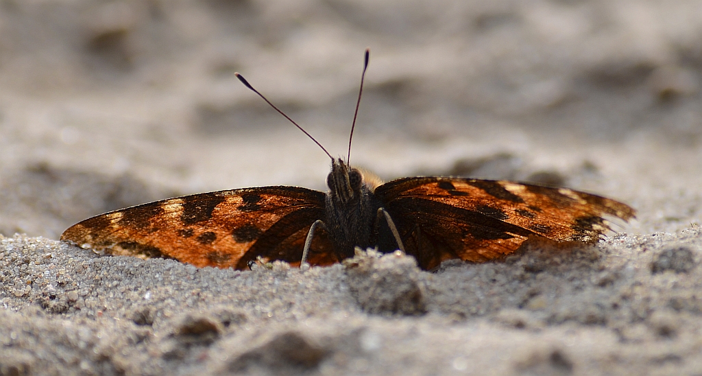 Rusałka drzewoszek (Nymphalis xanthomelas)