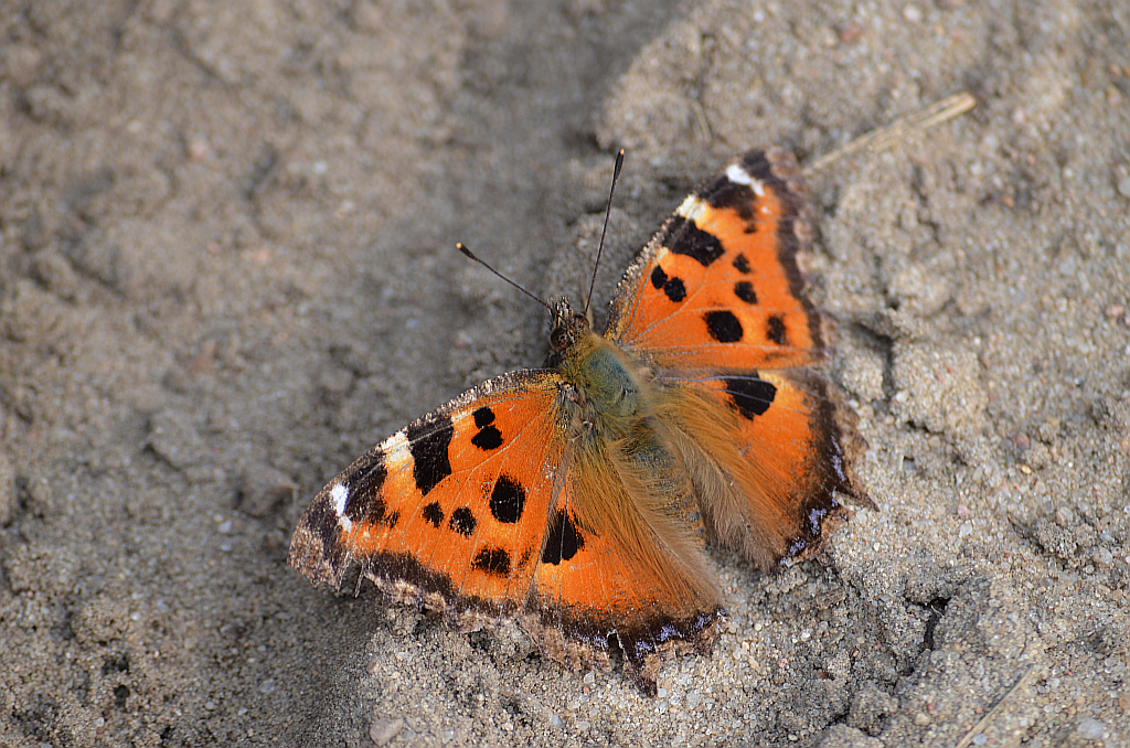 Rusałka drzewoszek (Nymphalis xanthomelas)