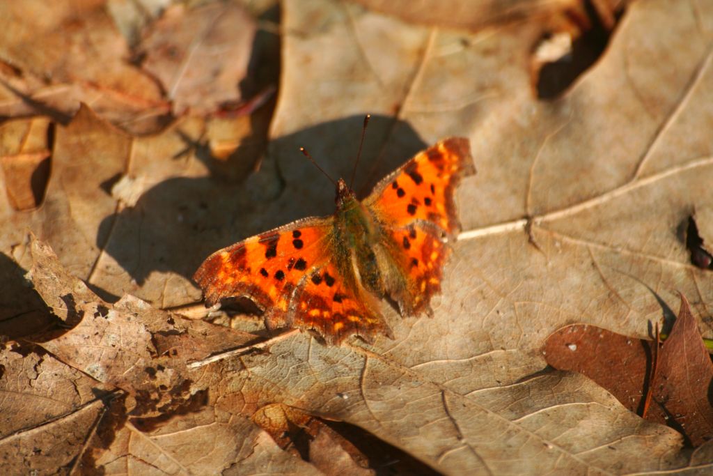 Rusałka ceik (Polygonia c-album L.)