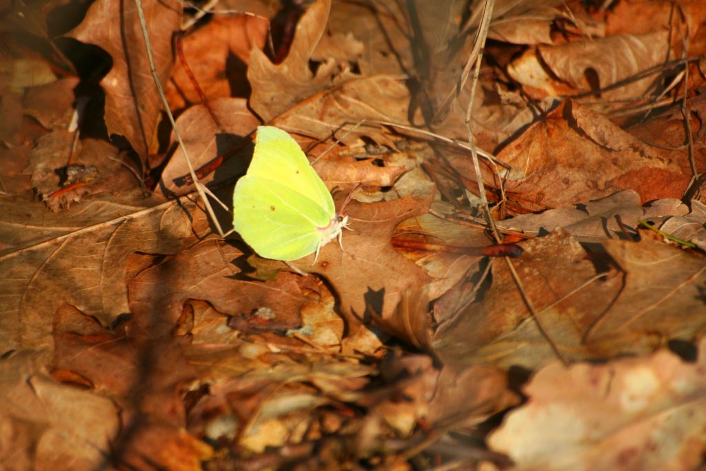 Latolistek cytrynek, listkowiec cytrynek (Gonepteryx rhamni)