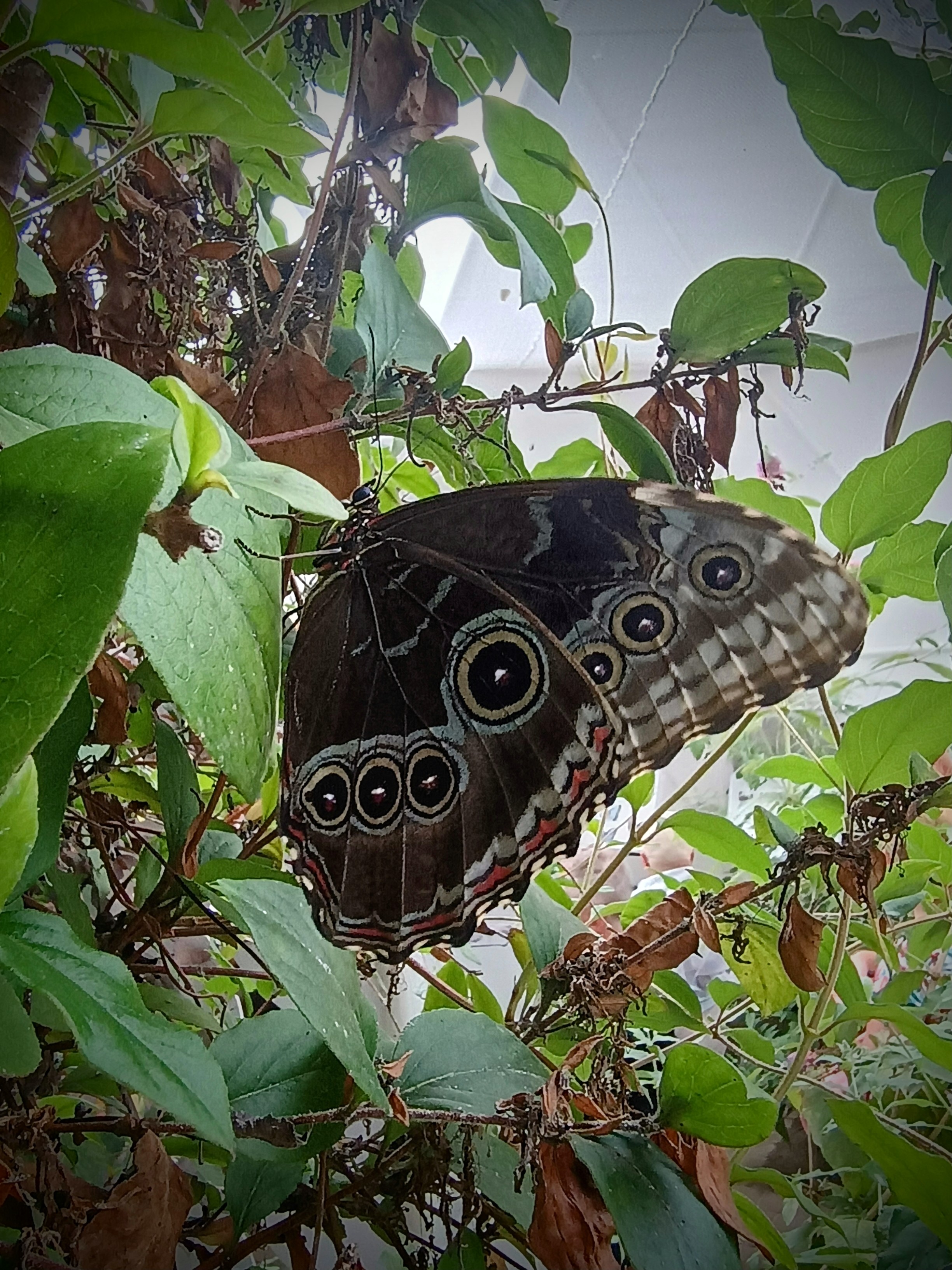 Morpho peleides