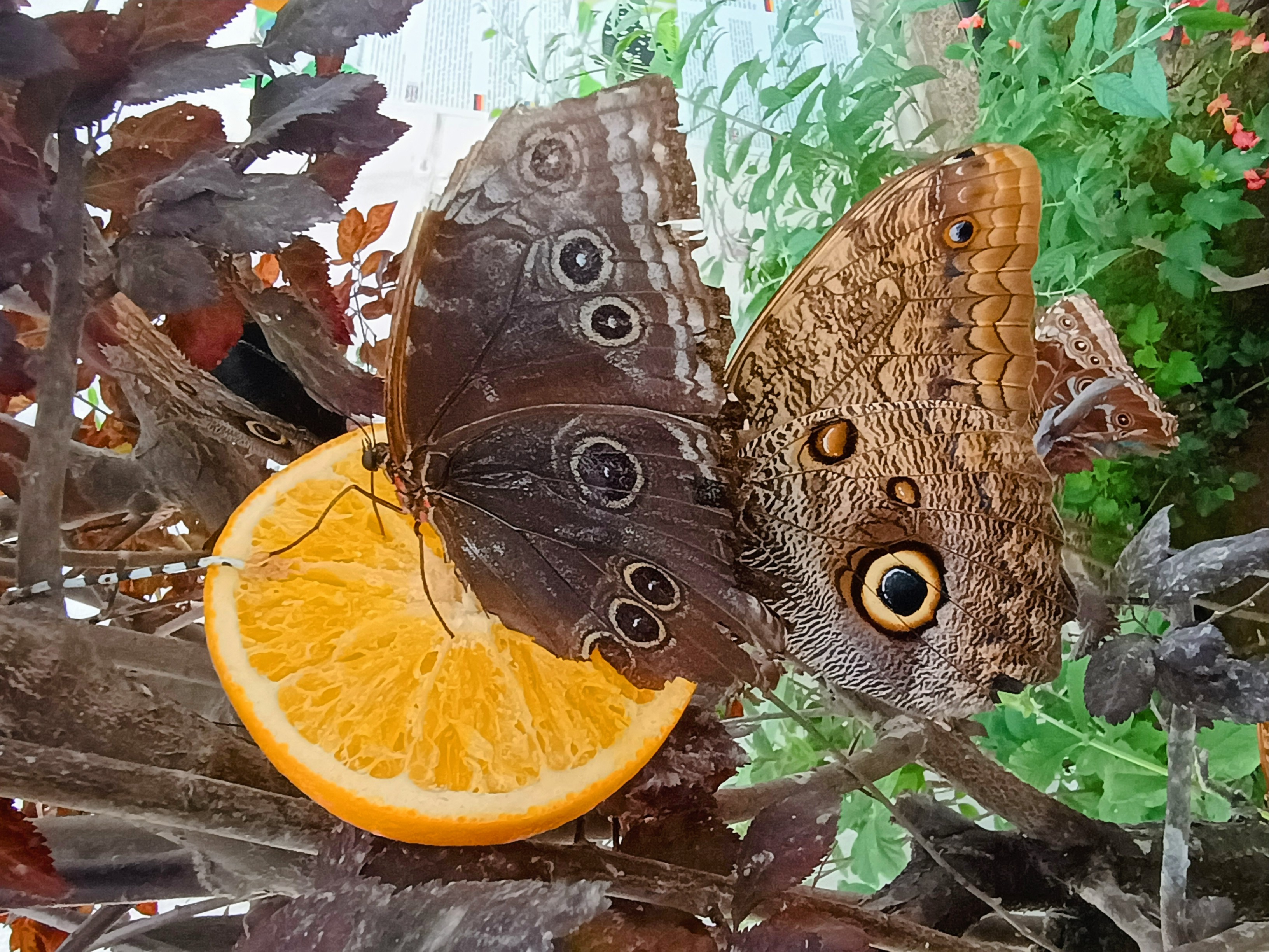 Caligo telamonius i Morpho peleides