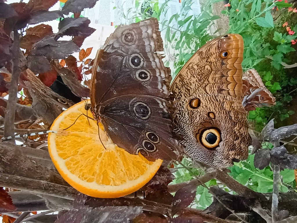 Caligo telamonius i Morpho peleides