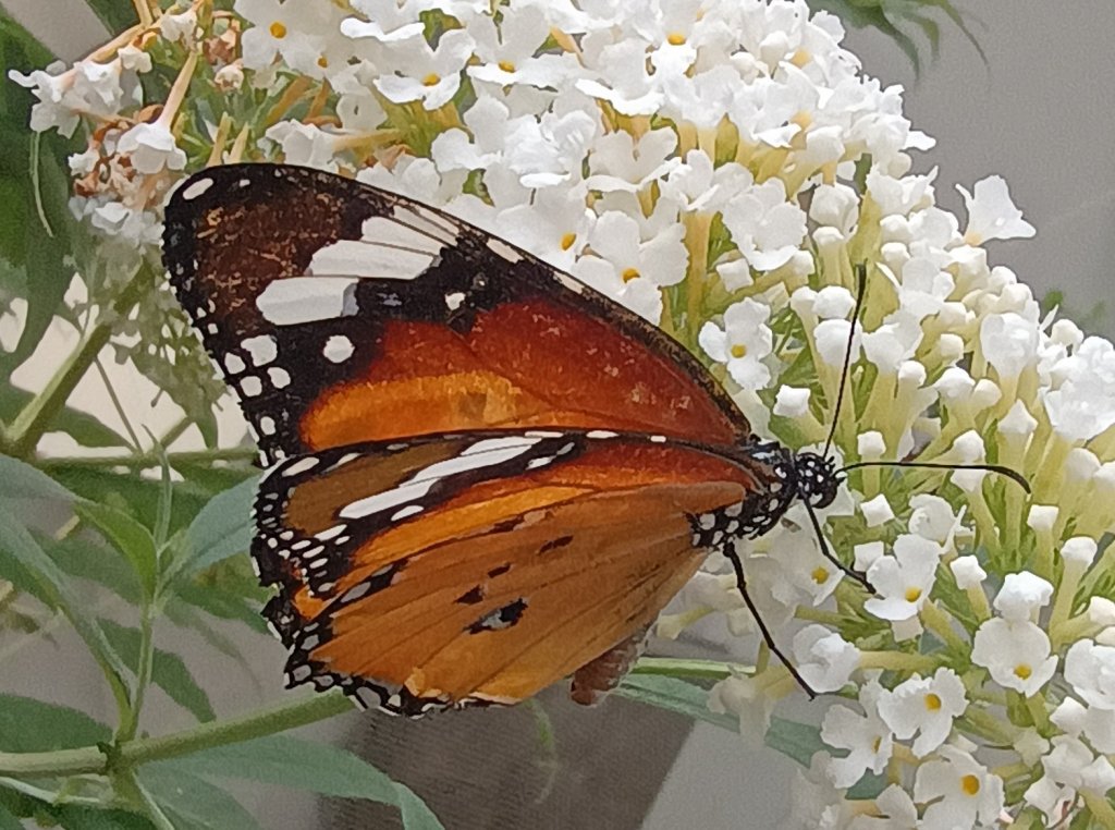 Monarcha złocisty (Danaus chrysippus)